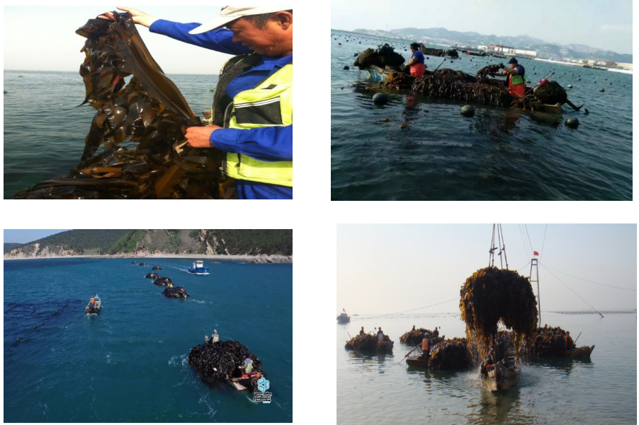 藻類深加工 藻類深加工